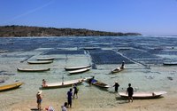 Индонезия о.Бали Огород. Выращивание водорослей.