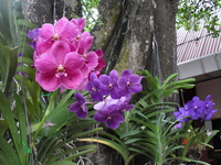 Мое знакомство с Паттайей (Тайланд)  Парк Нонг Нуч - неповторимые уголки, куда хочется еще вернуться